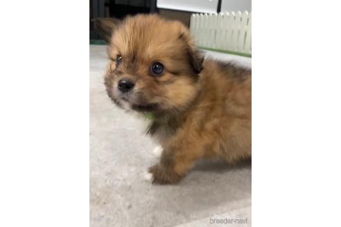成約済の福岡県のミックス犬-224612の5枚目