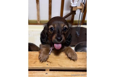販売中の神奈川県のカニンヘンダックスフンド(ロングヘアード)-224787