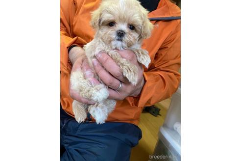 成約済の静岡県のマルプー:マルチーズ×トイプードル-225441の1枚目