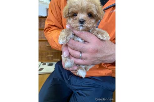 成約済の静岡県のマルプー:マルチーズ×トイプードル-226022の1枚目