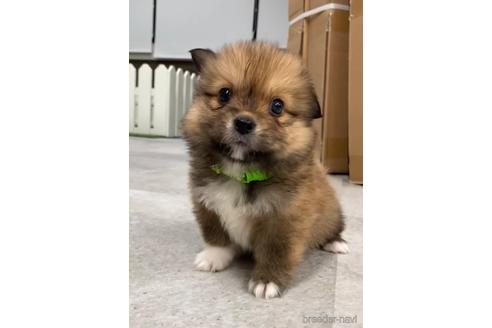 成約済の福岡県のミックス犬-224561の1枚目