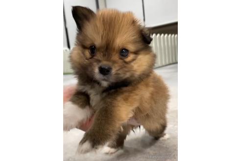 成約済の福岡県のミックス犬-224561の4枚目
