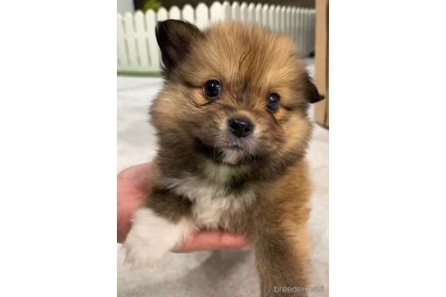成約済の福岡県のミックス犬-224561の5枚目