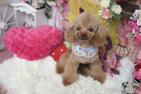 成約済の岡山県のタイニープードル-227867の6枚目