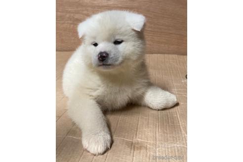販売中の宮城県の秋田犬-227869