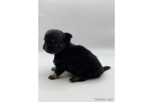 成約済の愛知県のチワワ(ロングコート)-227874の3枚目