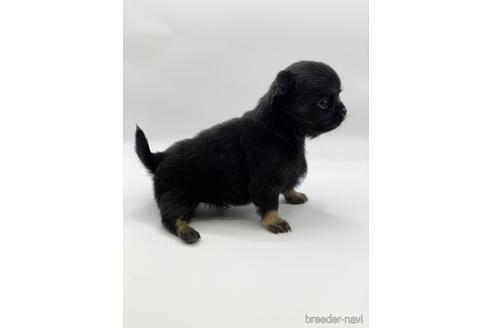 成約済の愛知県のチワワ(ロングコート)-227874の4枚目