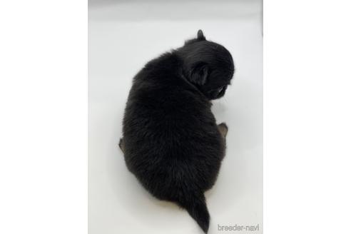 成約済の愛知県のチワワ(ロングコート)-227874の5枚目