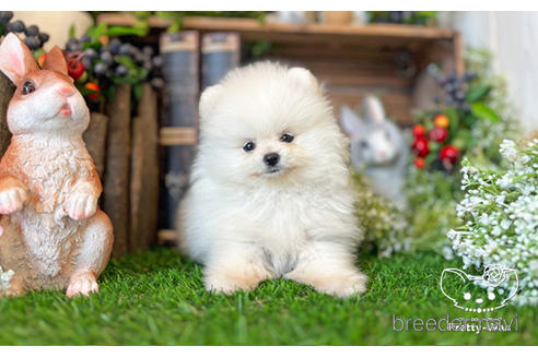 成約済の愛知県のポメラニアン-224878の1枚目