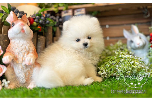 成約済の愛知県のポメラニアン-224878の4枚目