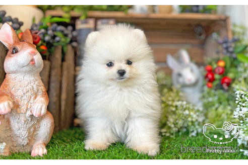 成約済の愛知県のポメラニアン-224878の3枚目