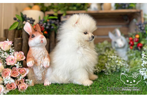 成約済の愛知県のポメラニアン-224878の2枚目