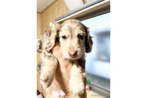 成約済の広島県のミニチュアダックスフンド(ロングヘアード)-222336の17枚目