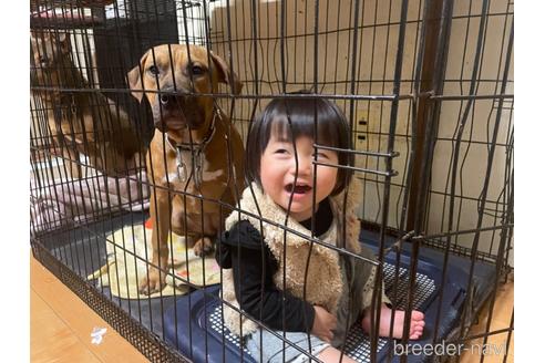 販売中の佐賀県のアメリカンピットブルテリア-206026