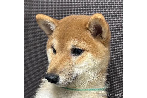 成約済の福岡県の豆柴-216677の2枚目