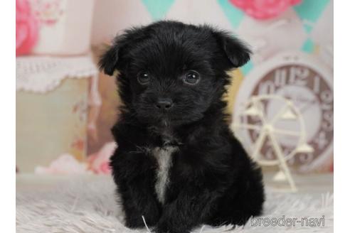 成約済の千葉県のチワプー:チワワ×トイプードル-228017の4枚目