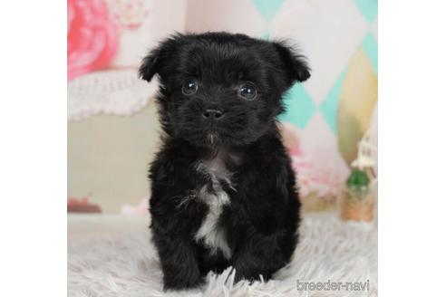 成約済の千葉県のチワプー:チワワ×トイプードル-228017の1枚目