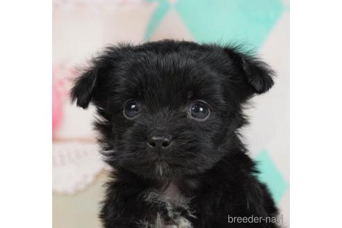 成約済の千葉県のチワプー:チワワ×トイプードル-228017の5枚目