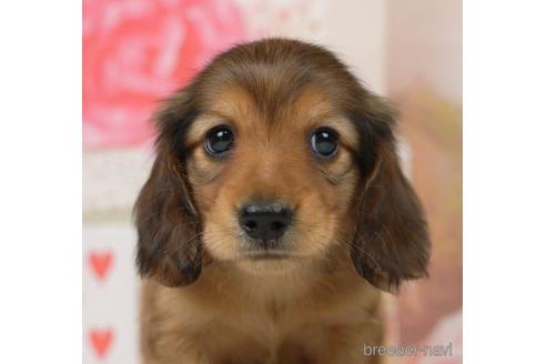 成約済の千葉県のミニチュアダックスフンド(ロングヘアード)-228018の1枚目