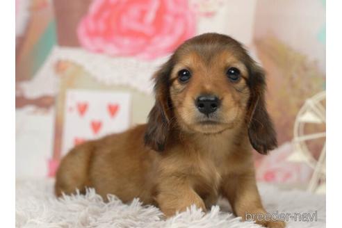 成約済の千葉県のミニチュアダックスフンド(ロングヘアード)-228018の5枚目