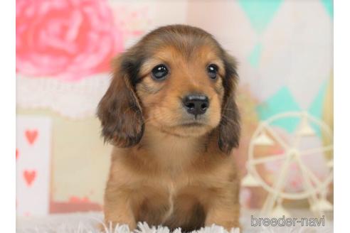 成約済の千葉県のミニチュアダックスフンド(ロングヘアード)-228018の2枚目