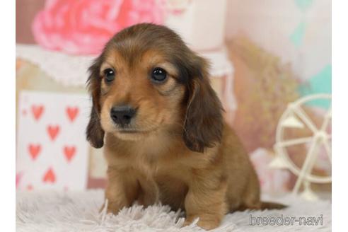 成約済の千葉県のミニチュアダックスフンド(ロングヘアード)-228018の3枚目