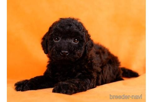 成約済の東京都のトイプードル-228026の2枚目