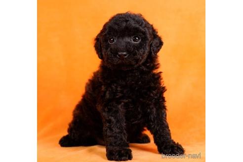 成約済の東京都のトイプードル-228026の3枚目