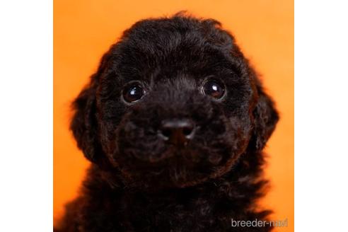 成約済の東京都のトイプードル-228026の1枚目