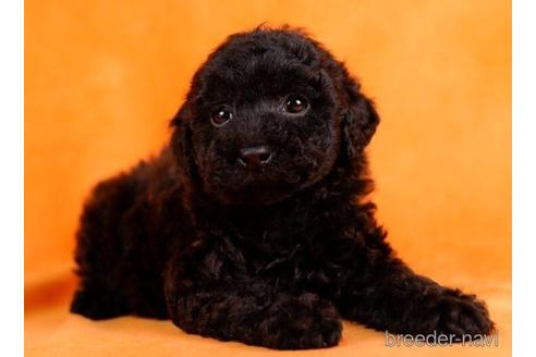 成約済の東京都のトイプードル-228026の5枚目