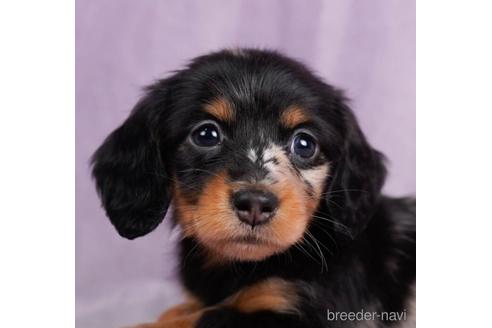 成約済の東京都のミニチュアダックスフンド(ロングヘアード)-228027の1枚目