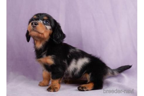 成約済の東京都のミニチュアダックスフンド(ロングヘアード)-228027の3枚目