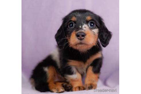 成約済の東京都のミニチュアダックスフンド(ロングヘアード)-228027の4枚目