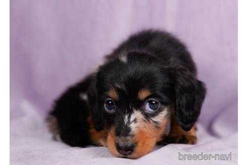 成約済の東京都のミニチュアダックスフンド(ロングヘアード)-228027の5枚目