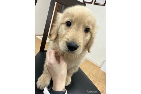 成約済の千葉県のゴールデンレトリーバー-223891の14枚目