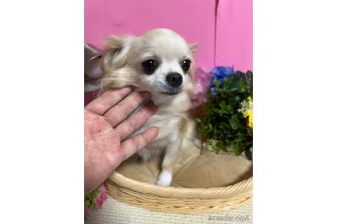 アスカちゃん1枚目