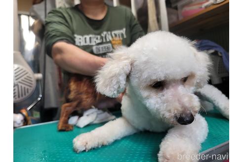 成約済の千葉県のミニチュアダックスフンド(ロングヘアード)-225058の9枚目