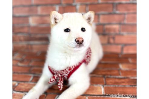 成約済の福岡県の豆柴-217770の4枚目