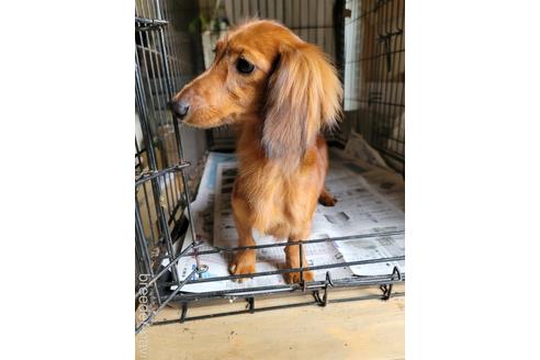 成約済の千葉県のミニチュアダックスフンド(ロングヘアード)-225058の6枚目