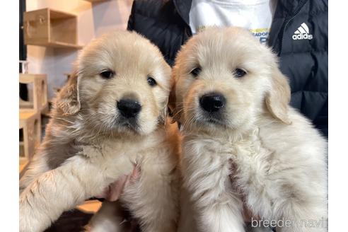 成約済の茨城県のゴールデンレトリーバー-228176の1枚目