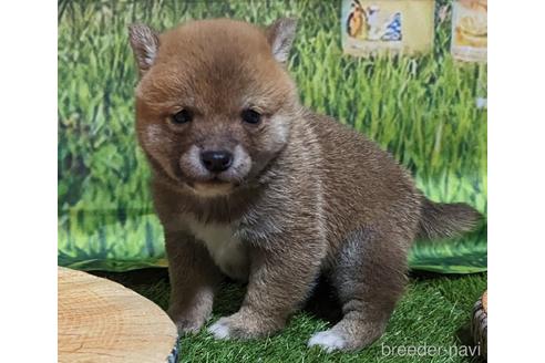販売中の岡山県の豆柴-228181