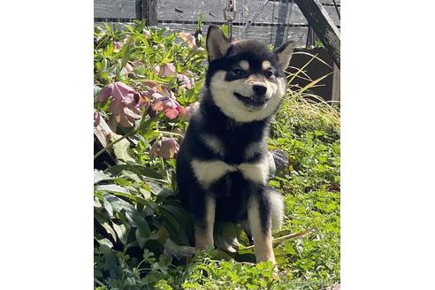 成約済の高知県の豆柴-221988の1枚目