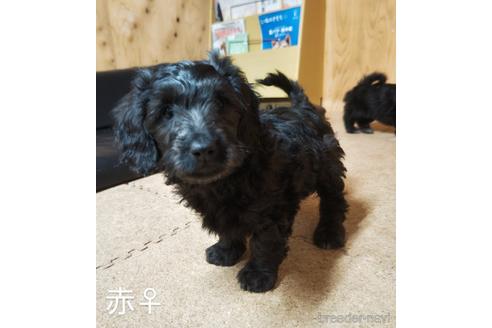 成約済の埼玉県のダップー:ミニチュアダックスフンド×トイプードル-228252の8枚目