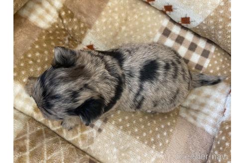 成約済の香川県のチワワ(ロングコート)-228274の3枚目