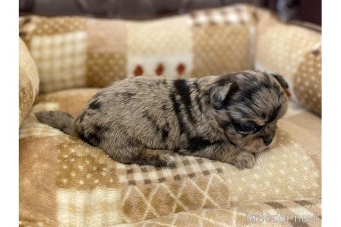 成約済の香川県のチワワ(ロングコート)-228274の4枚目