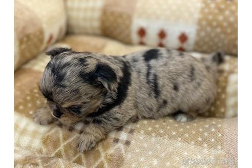 成約済の香川県のチワワ(ロングコート)-228274の2枚目