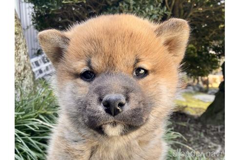 成約済の福井県の柴犬-228279の1枚目