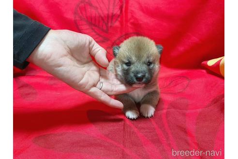 成約済の奈良県の豆柴-228318の1枚目