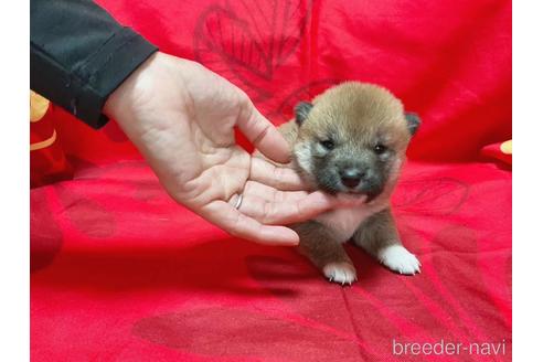 成約済の奈良県の豆柴-228318の2枚目