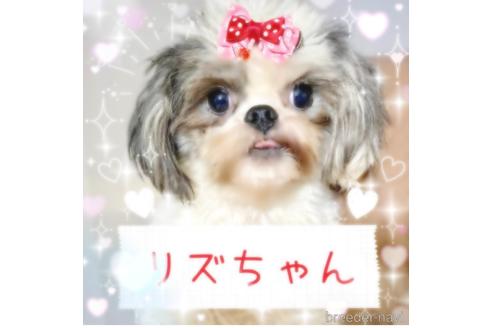 販売中の秋田県のミックス犬-228353